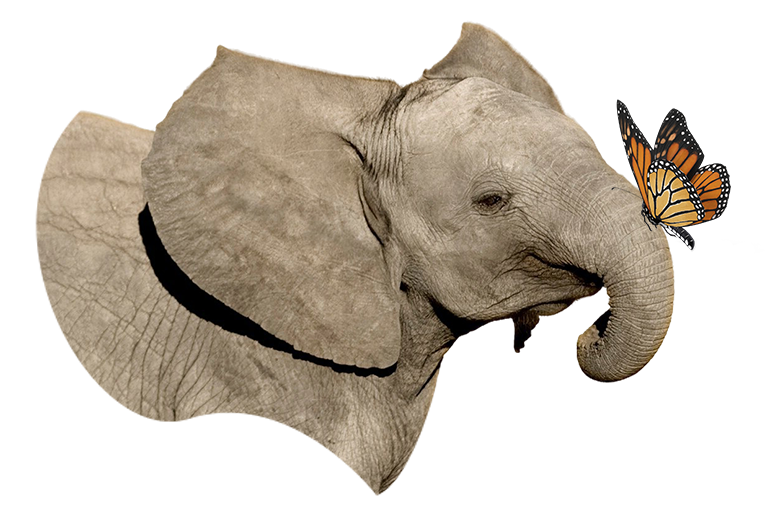 Éléphant qui rencontre un papillon