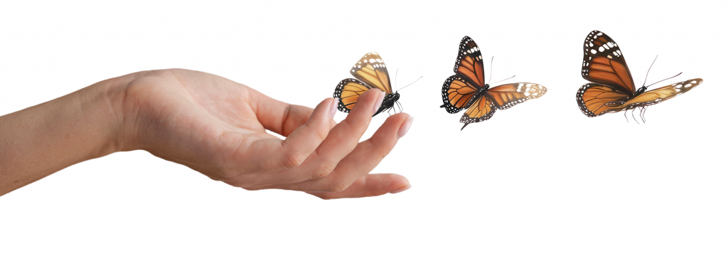 main papillon